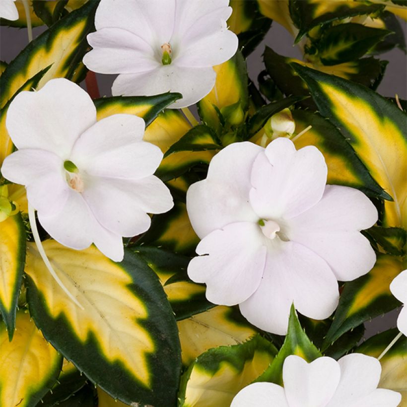 Impatiens SunPatiens Vigorous White Variegated (Flowering)