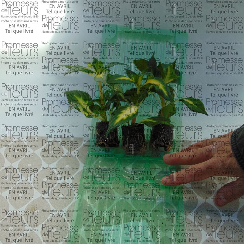 Example of Impatiens SunPatiens Vigorous White Variegated Mini-motte Ø 3/4 cm, Plant vert de 5 à 10 cm de haut as you get