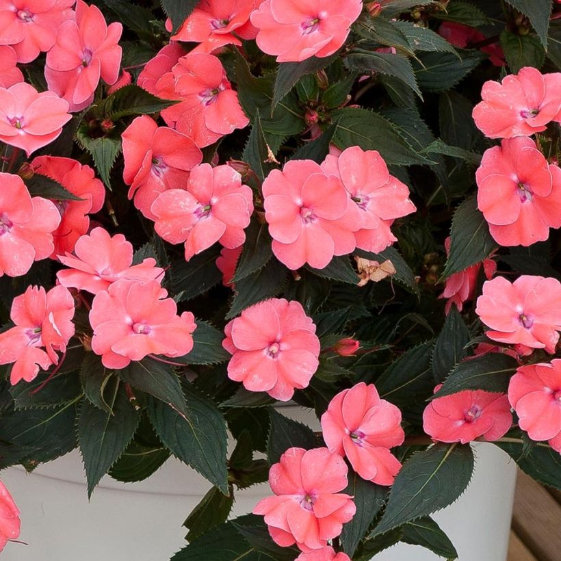 Impatiens Sunpatiens Vigorous Pink Pearl Mini-mottes (Foliage)