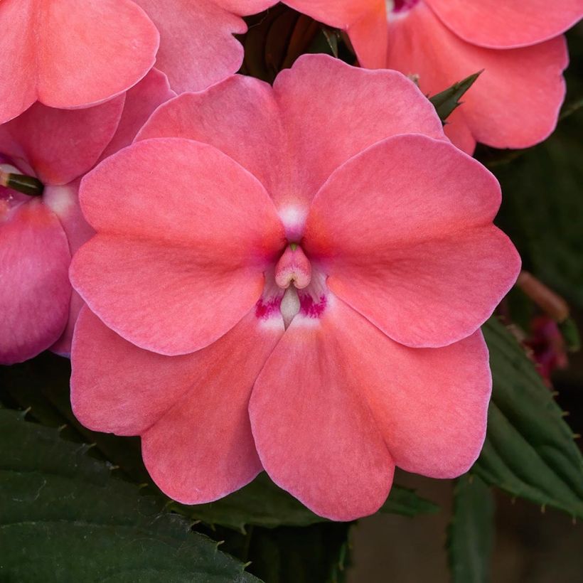 Impatiens Sunpatiens Vigorous Pink Pearl Mini-mottes (Flowering)