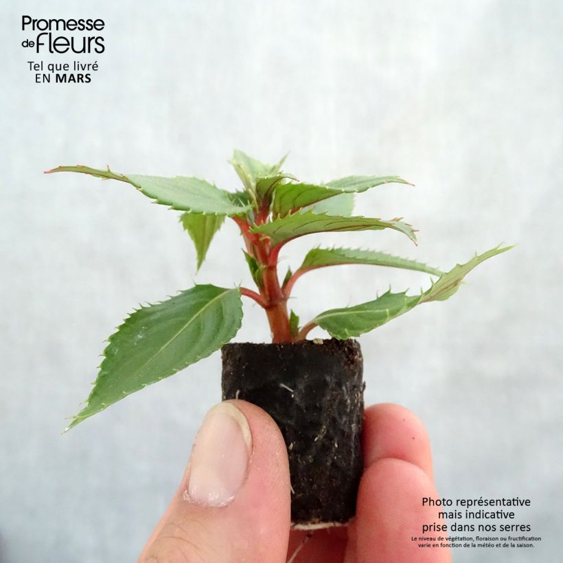 Example of Impatiens Sunpatiens Vigorous Pink Pearl Mini-mottes Mini-motte Ø 3/4 cm as you get in printemps