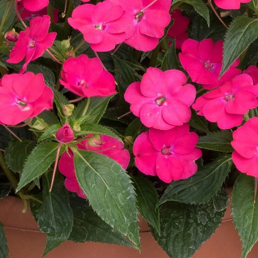 Impatiens Sunpatiens Vigorous Rose Pink Mini-mottes (Foliage)