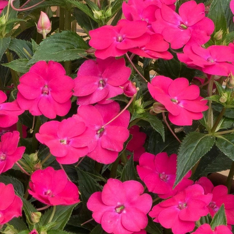 Impatiens Sunpatiens Vigorous Rose Pink Mini-mottes (Flowering)