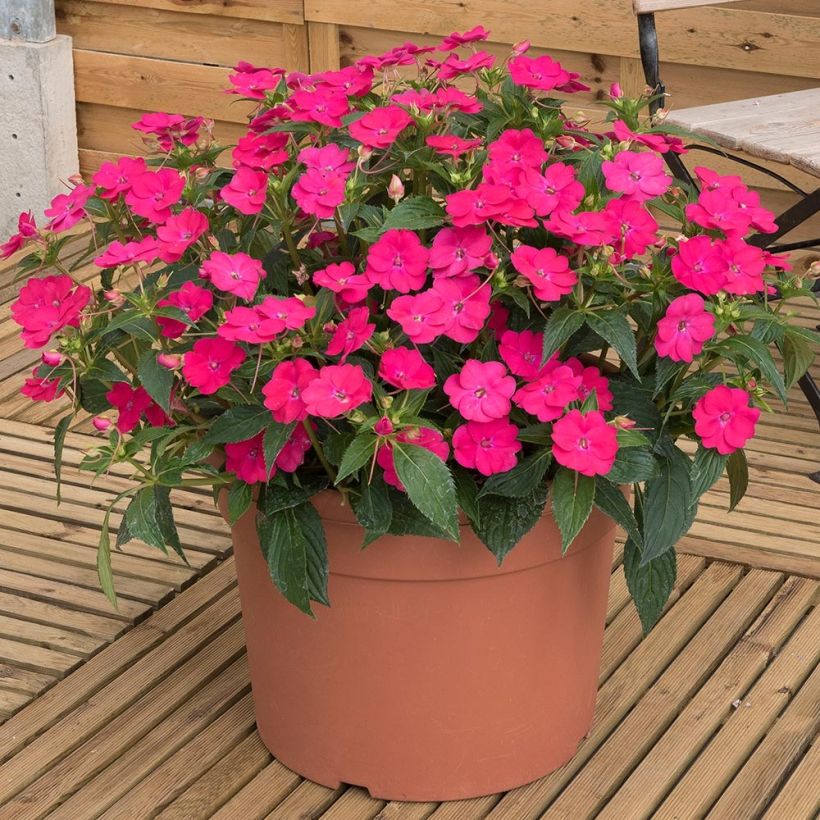 Impatiens Sunpatiens Vigorous Rose Pink Mini-mottes (Plant habit)