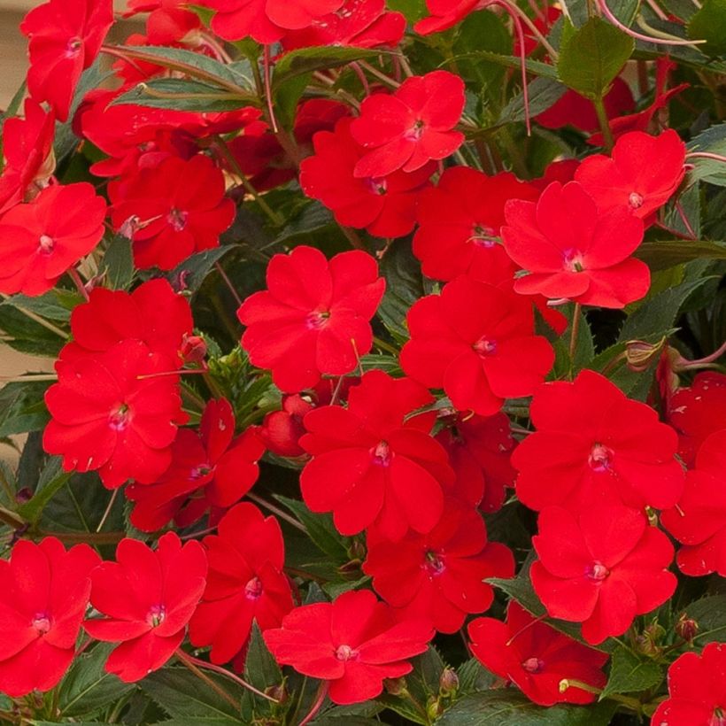 Impatiens Sunpatiens Vigorous Scarlet Mini-mottes (Flowering)
