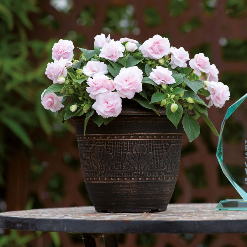 Impatiens walleriana double Glimmer Appleblossom (Plant habit)