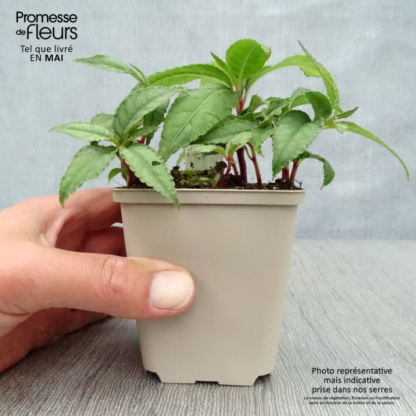 Spécimen de Impatiens omeiana Ice Storm - Impatiens vivace Godet de 8/9 cm tel que livré au printemps