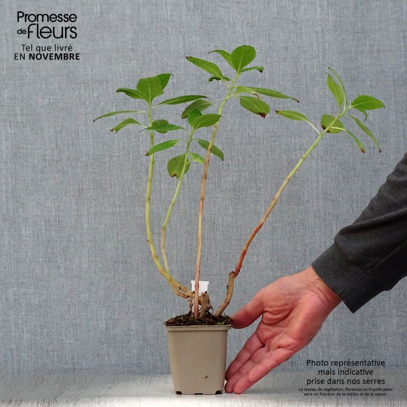 Example of Impatiens tinctoria - Impatiente, Balsamine vivace Godet de 8/9 cm as you get in automne