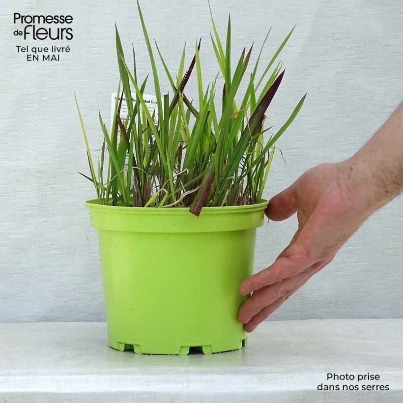 Example of Imperata cylindrica Red Baron Pot de 2L/3L as you get in printemps
