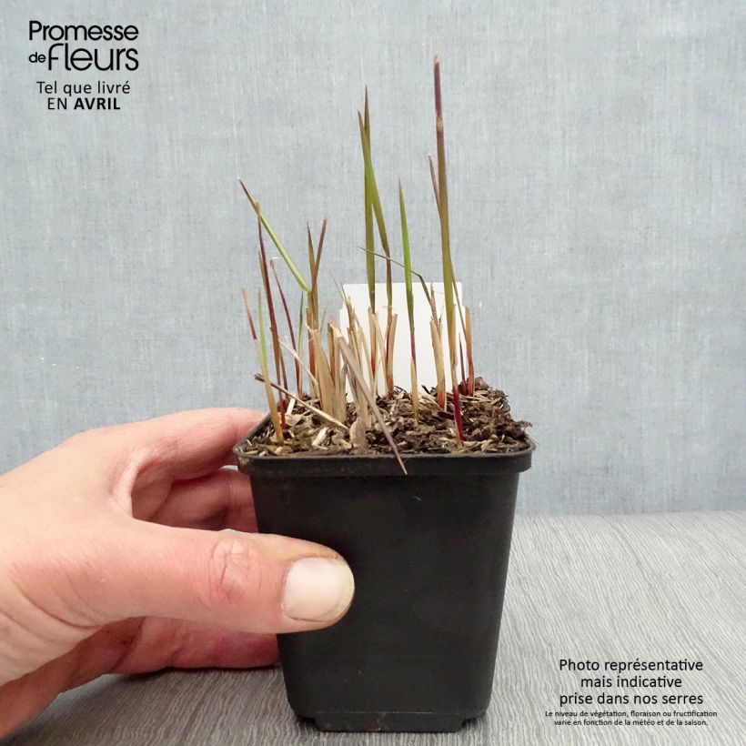 Example of Imperata cylindrica Red Baron Godet de 8/9 cm as you get in printemps