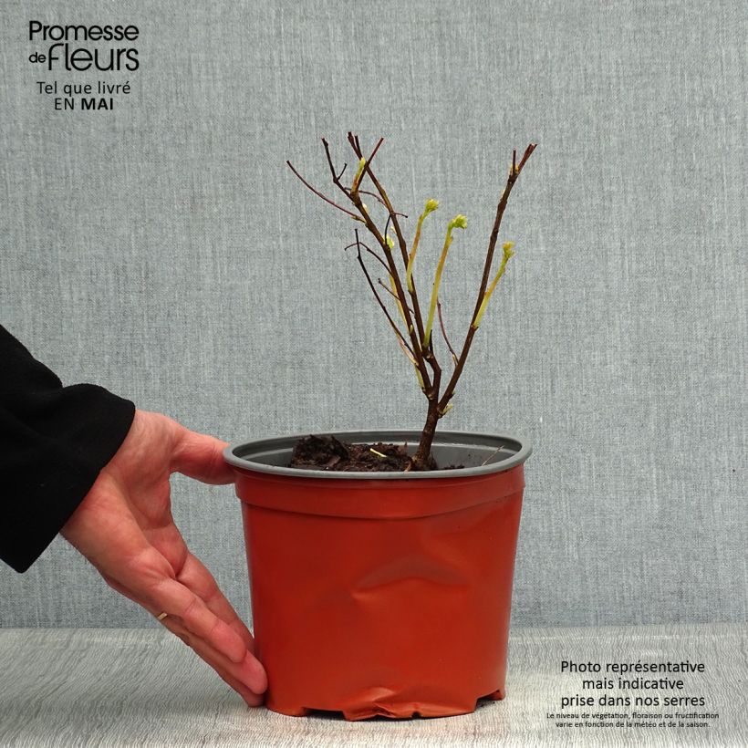 Spécimen de Indigofera kirilowii - Indigotier de Kirilov Pot de 2L/3L tel que livré au printemps