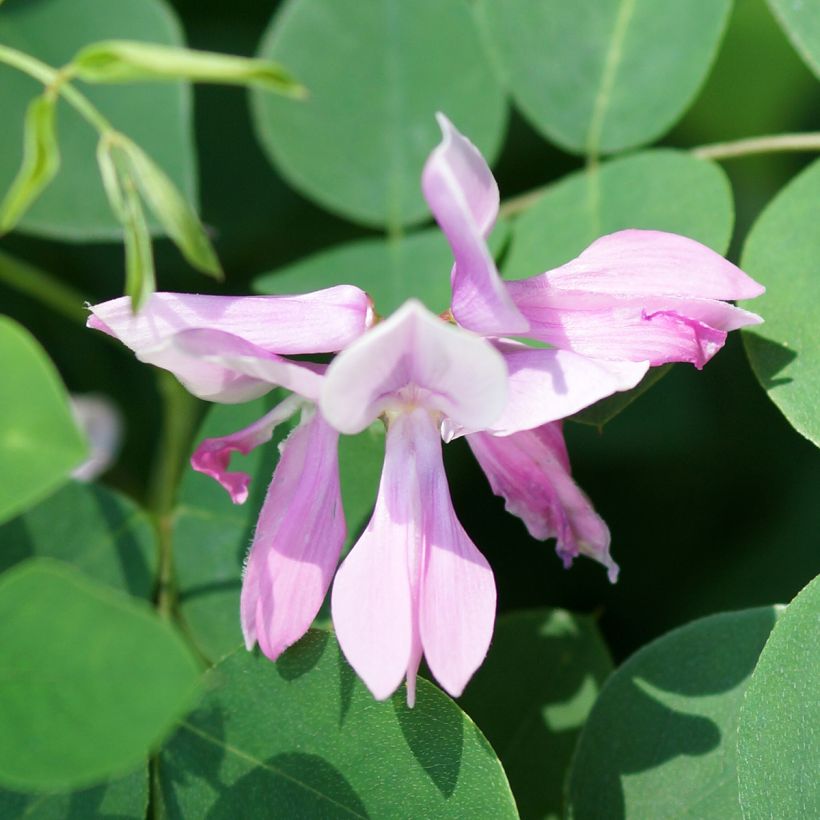 Indigofera kirilowii - Indigotier de Kirilov (Floraison)