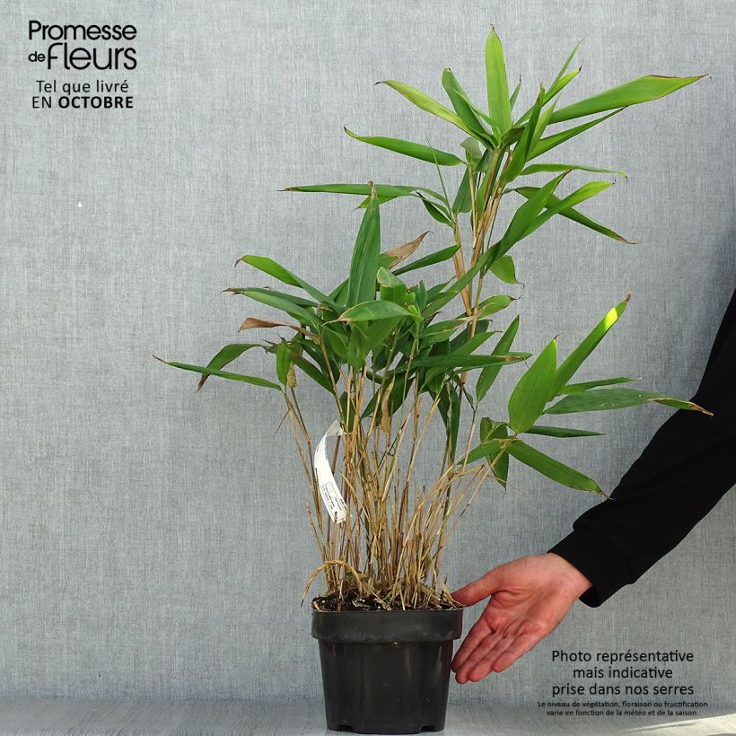 Spécimen de Indocalamus latifolius - Bambou nain Pot de 2L/3L tel que livré en automne