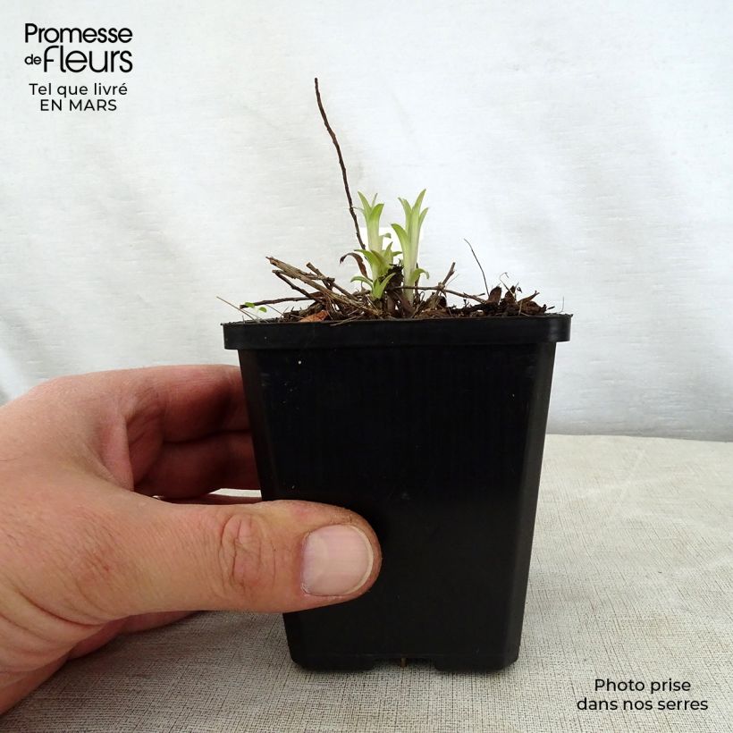 Spécimen de Inula ensifolia - Aunée à feuilles récurvées Godet de 8/9 cm tel que livré au printemps