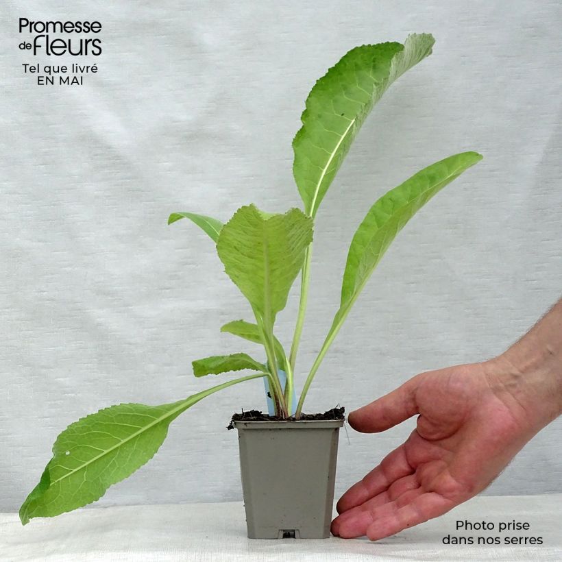 Spécimen de Inula helenium - Grande Aunée Godet de 8/9 cm tel que livré au printemps