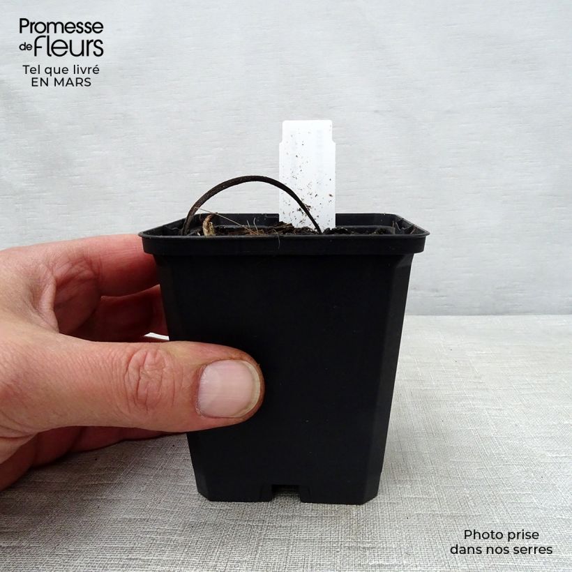 Spécimen de Inula magnifica Godet de 8/9 cm tel que livré au printemps