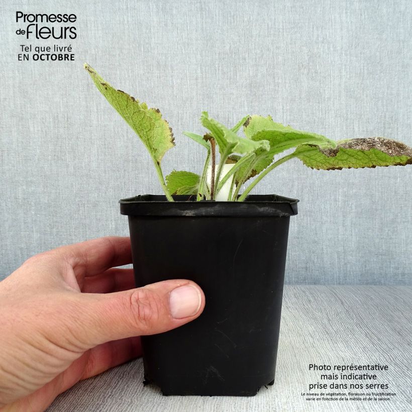 Spécimen de Inula magnifica Godet de 8/9 cm tel que livré en automne