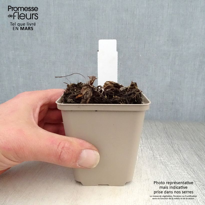 Spécimen de Inula orientalis - Aunée orientale Godet de 8/9 cm tel que livré au printemps