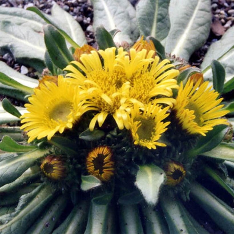 Inula rhizocephala (Flowering)
