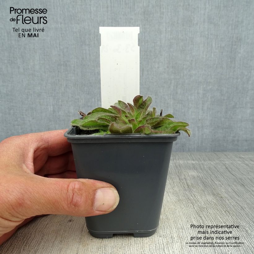 Example of Inula rhizocephala Godet de 8/9 cm as you get in printemps