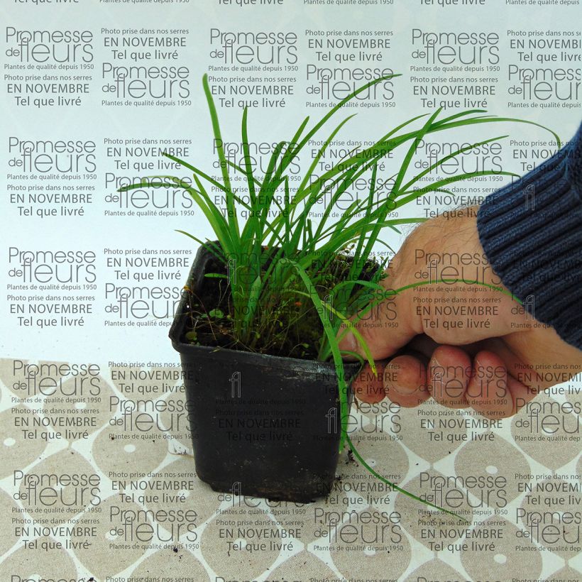 Exemple de spécimen de Ipheion uniflorum Godet de 8/9 cm size I tel que livré