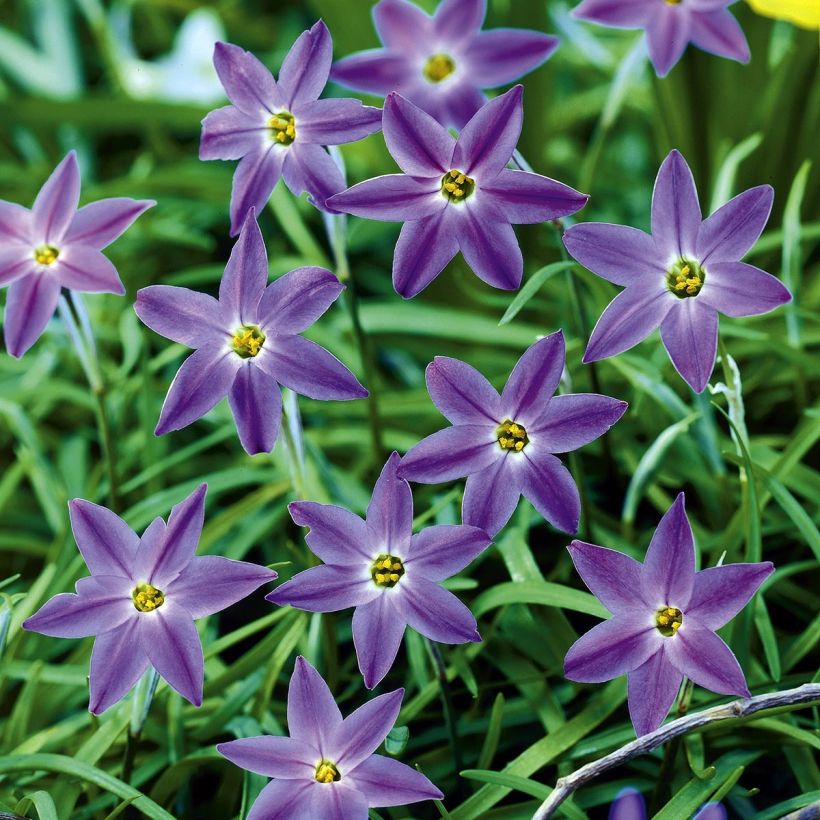 Ipheion uniflorum Froyle Mill - Etoile de printemps (Flowering)