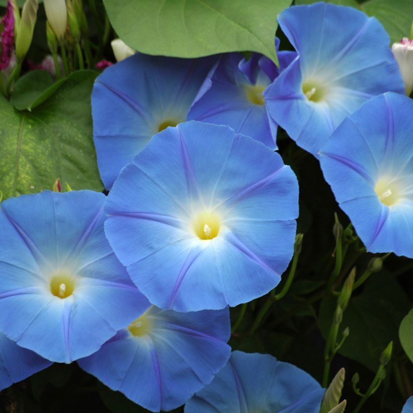 Graines d'Ipomée Heavenly Blue - Ipomoea tricolor (Flowering)