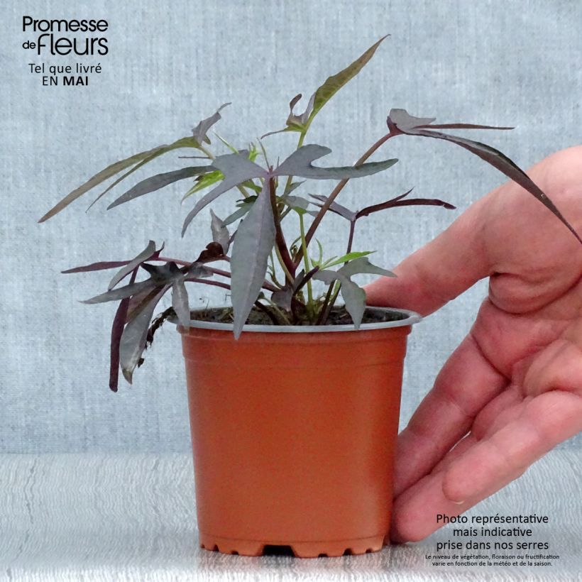 Example of Ipomée Illusion Midnight Lace Godet de 8/9 cm as you get in printemps