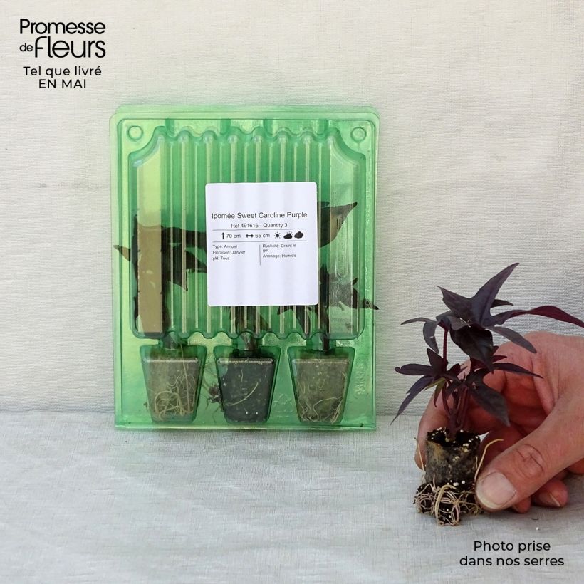 Example of Ipomée Sweet Caroline Purple Mini-motte Ø 3/4 cm, Livré en plant de 5 à 10 cm de hauteur as you get in printemps