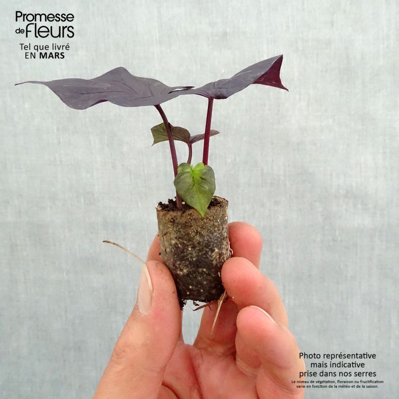 Spécimen de Ipomée Sweet Heart Jet Black Mini-motte Ø 3/4 cm, Livré en plant vert de 5 à 10 cm de hauteur tel que livré au printemps