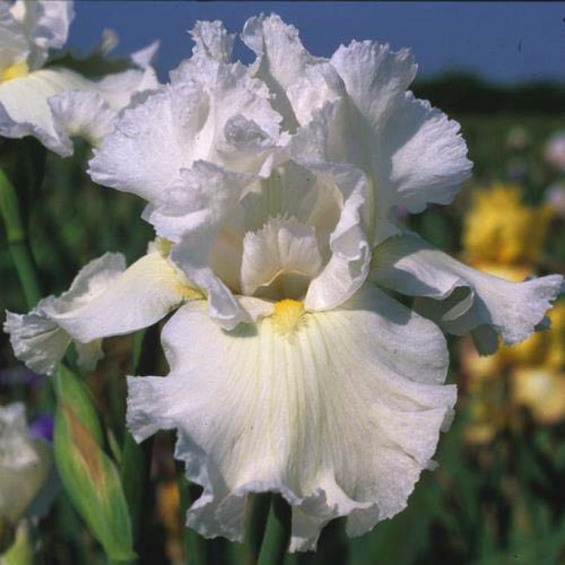 Iris germanica Arctic Age (Flowering)
