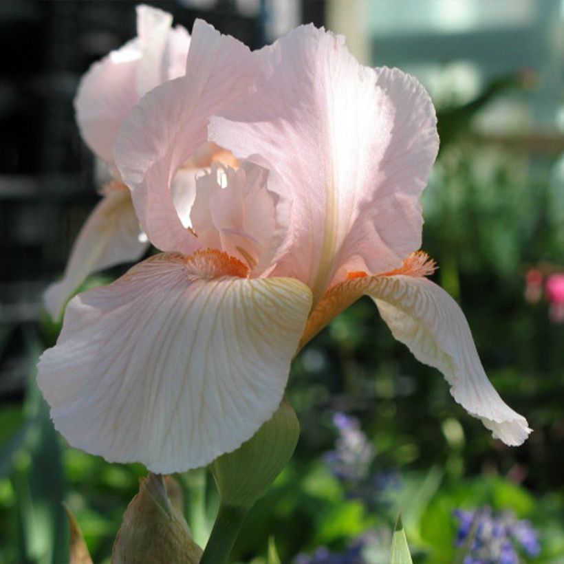 Iris Barbata-Elatior Edward of Windsor (Flowering)