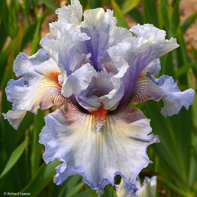 Iris germanica Buvard - Iris des Jardins (Flowering)