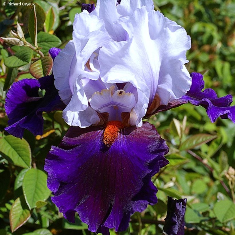 Iris Germanica Magnétisme - Iris des Jardins (Flowering)