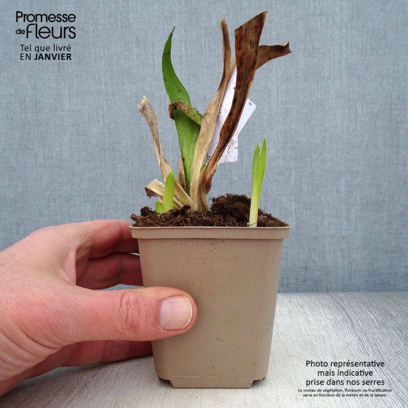 Example of Iris Germanica Masque Noir - Iris des Jardins Godet de 8/9 cm as you get in hiver