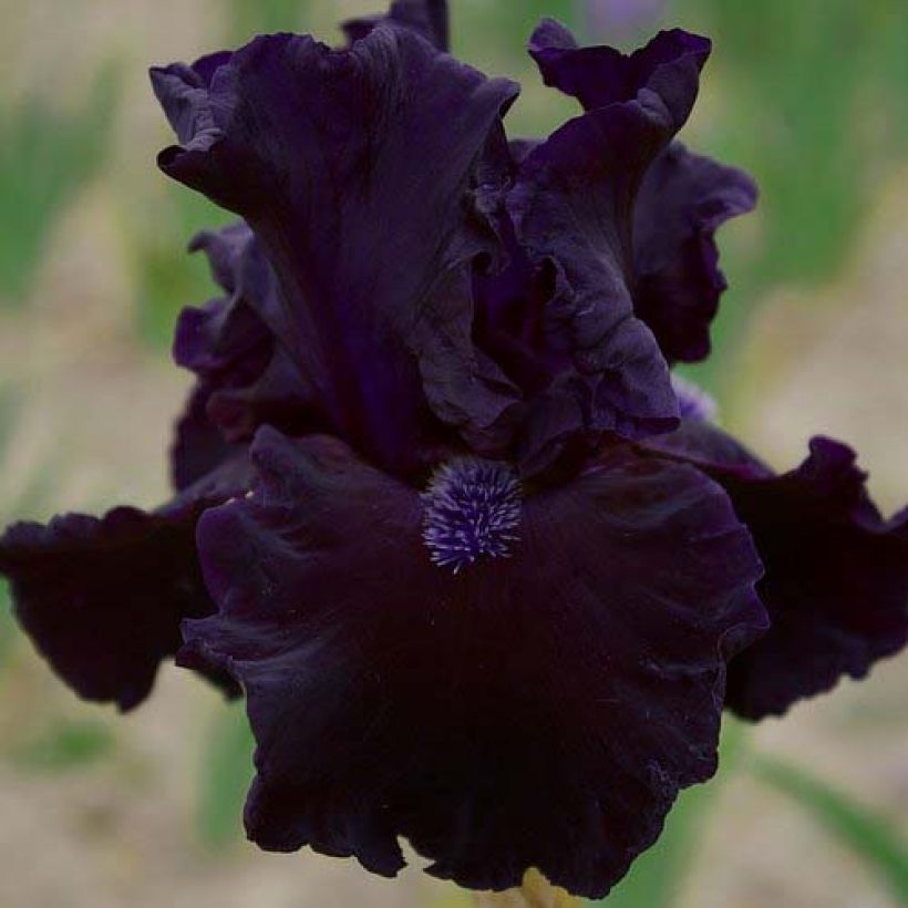 Iris germanica Obsidian (Flowering)