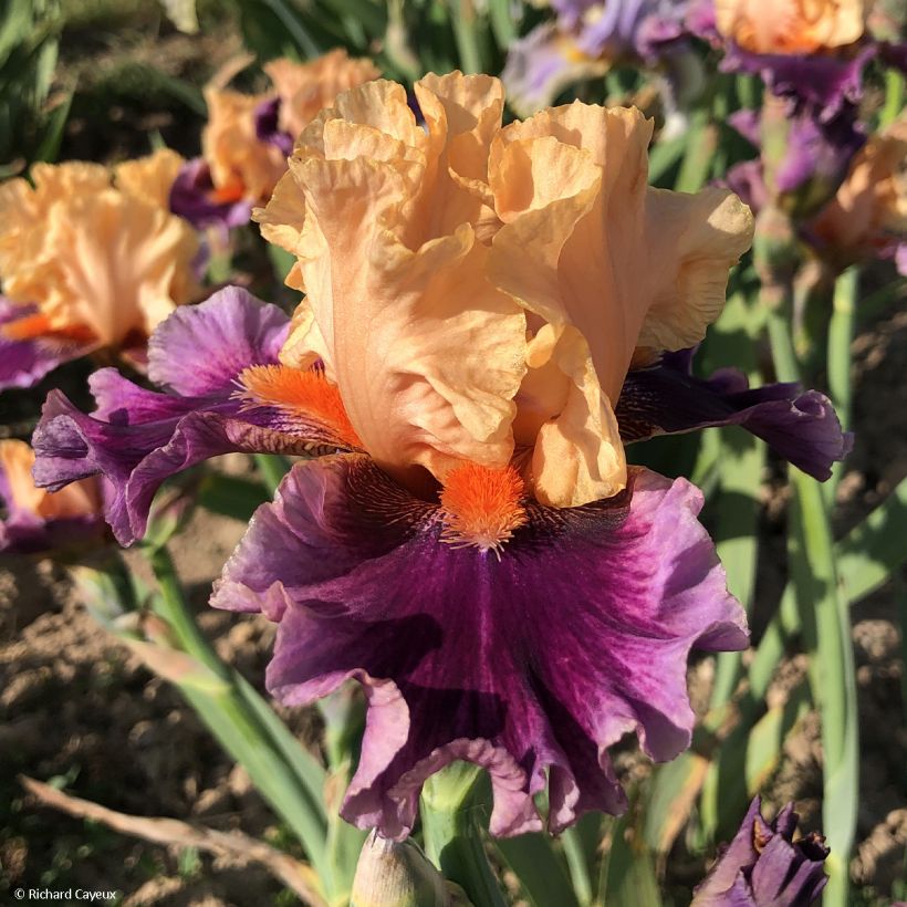 Iris Germanica So beau - Iris des Jardins (Flowering)
