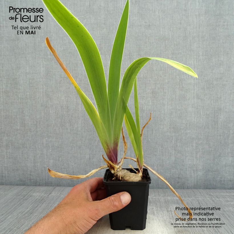 Example of Iris Germanica So beau - Iris des Jardins Godet de 8/9 cm as you get in printemps