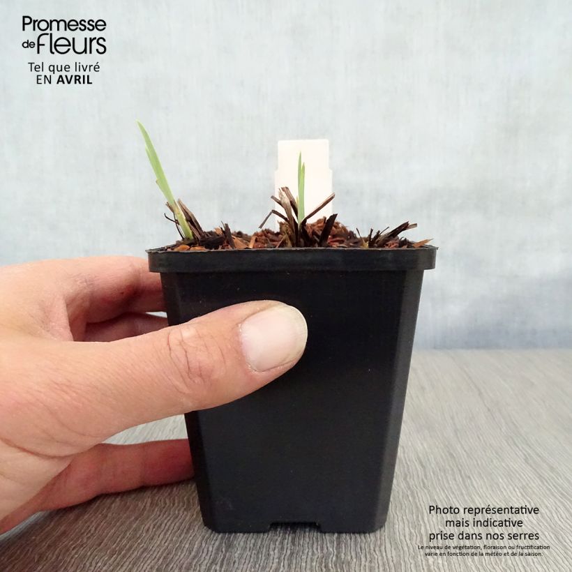 Spécimen de Iris Harpswell Happiness - Iris de Sibérie Godet de 8/9 cm tel que livré au printemps