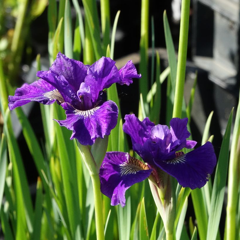 Iris Ruffled Velvet - Iris de Sibérie (Floraison)