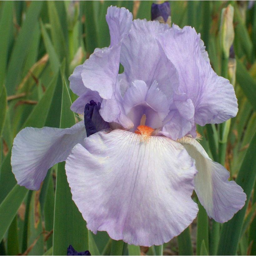 Iris germanica Late Lilac (Flowering)