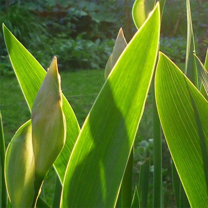 Iris Barbata-Media Bedtime Story (Foliage)