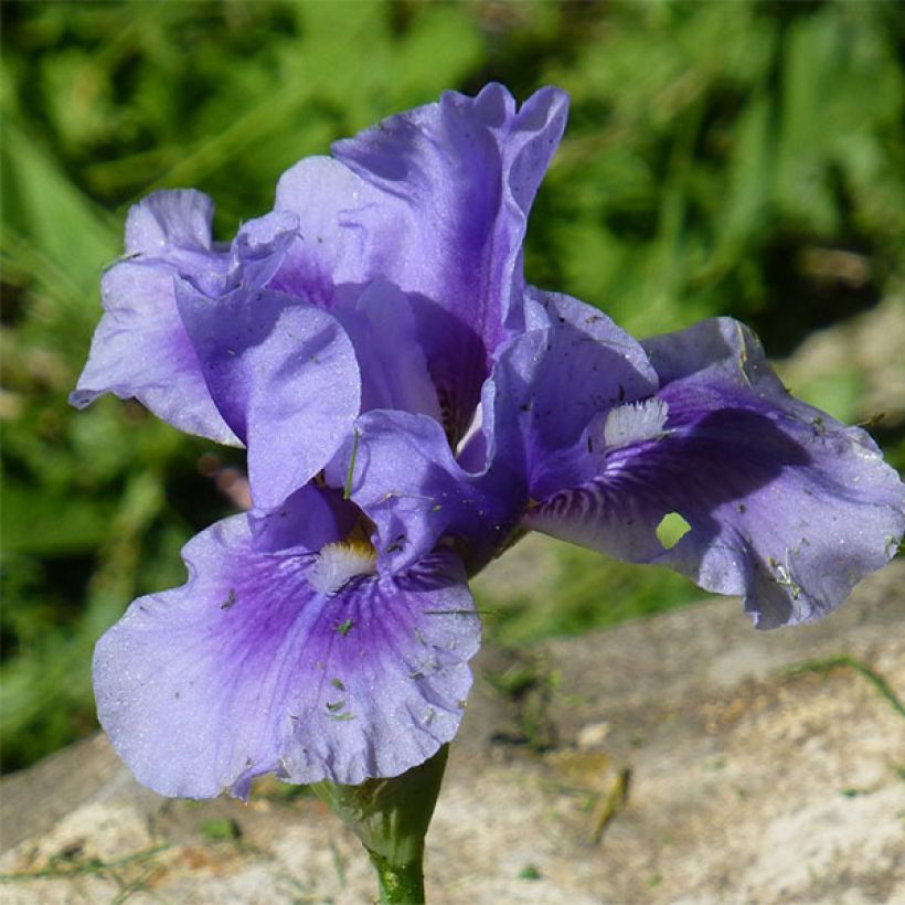 Iris Barbata-Media Bedtime Story (Flowering)