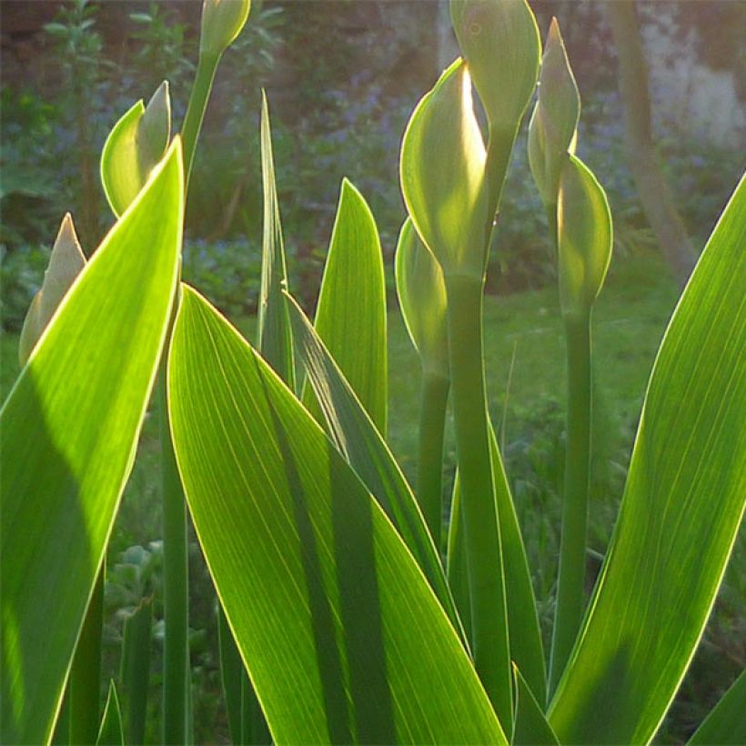 Iris Barbata-Media Maui Moonlight (Foliage)