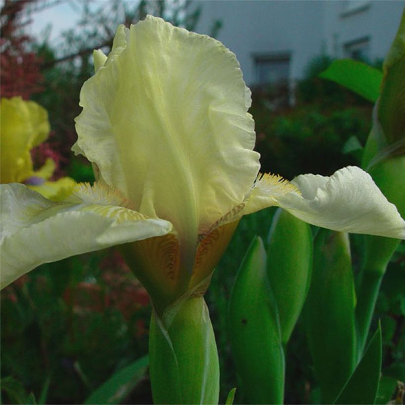Iris Barbata-Media Maui Moonlight (Flowering)