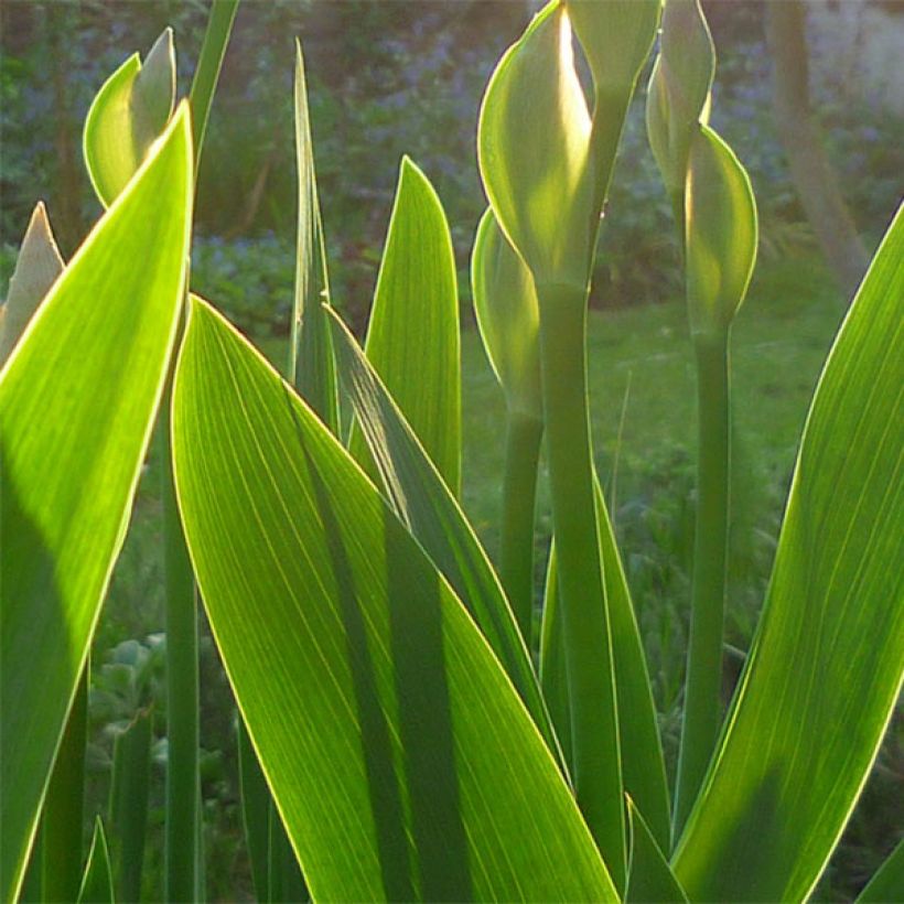 Iris Barbata-Elatior Superstition (Foliage)