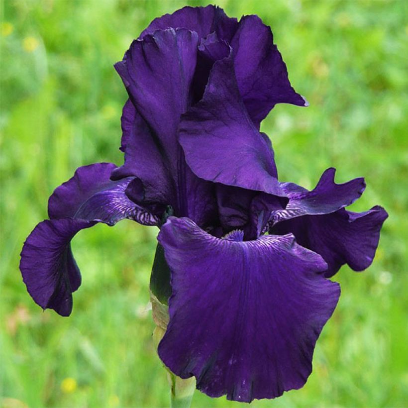 Iris Barbata-Elatior Superstition (Flowering)