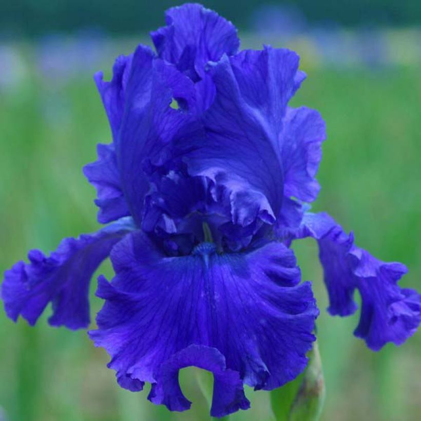 Iris germanica Blue Crusader (Flowering)