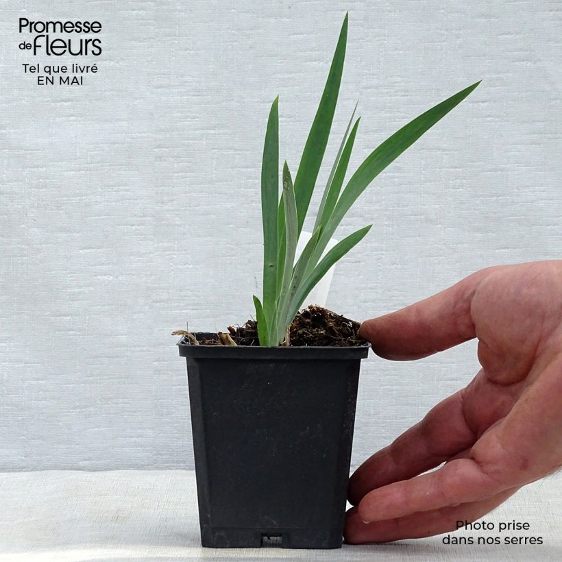 Spécimen de Iris chrysographes Black Knight Godet de 8/9 cm tel que livré au printemps
