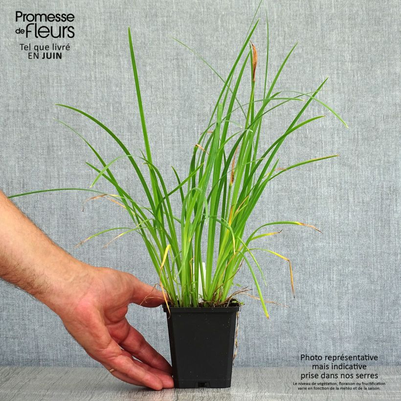 Spécimen de Iris chrysographes Black Knight Godet de 8/9 cm tel que livré en été